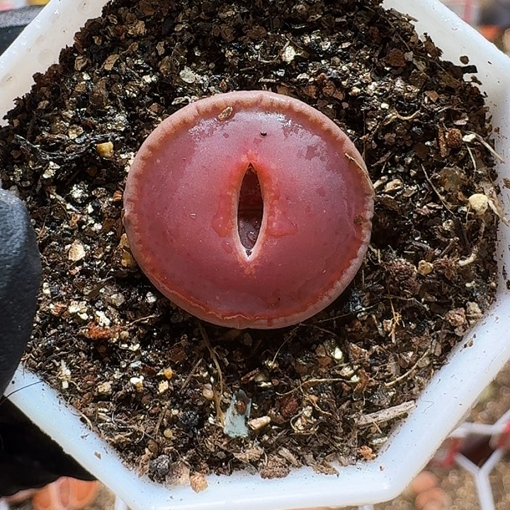 生石花1111111。   311