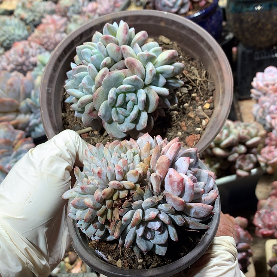 天华哈哈哈哈哈哈多肉