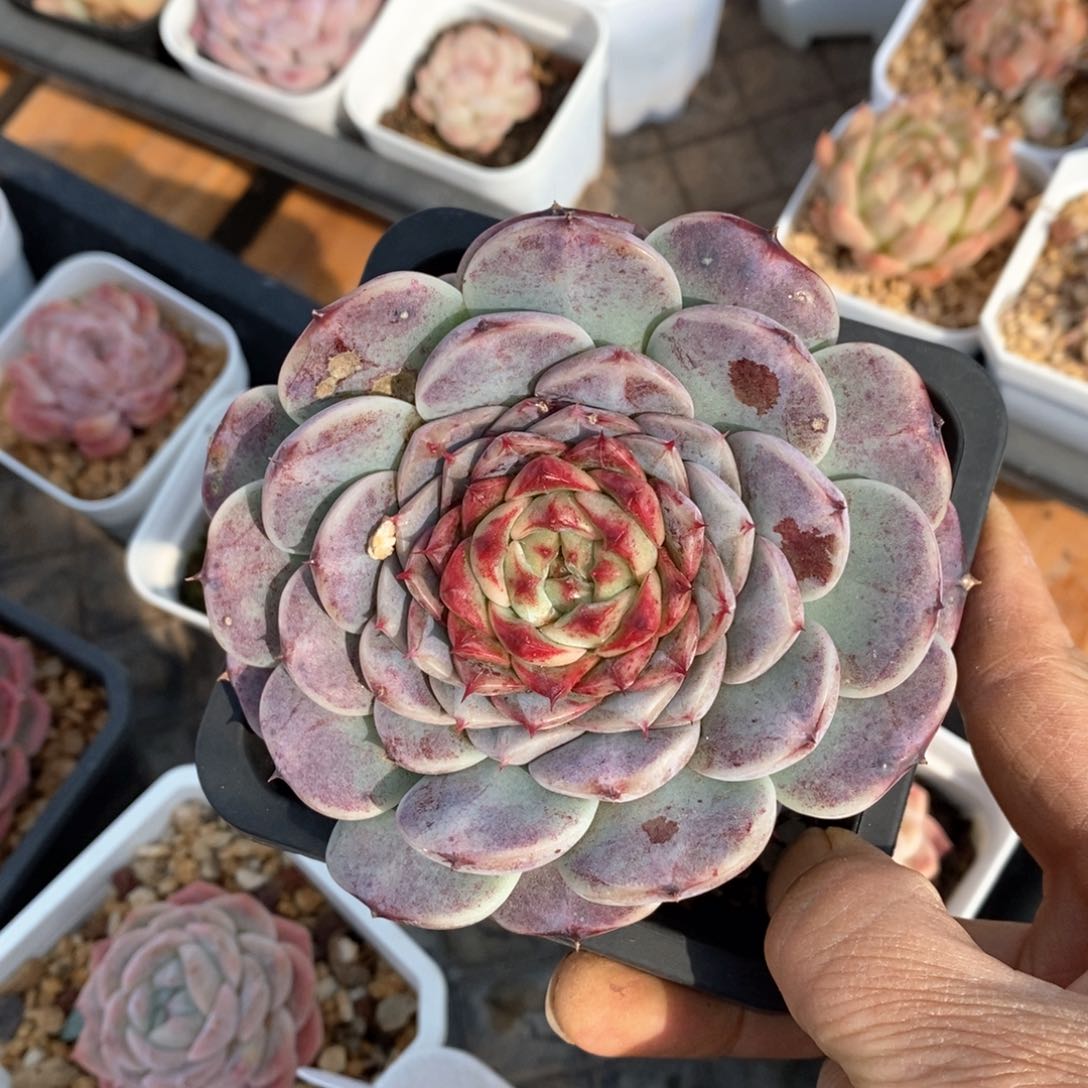 精品多肉一物一拍不包整98