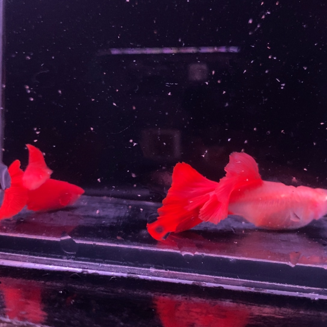 孔雀鱼微瑕血红一对