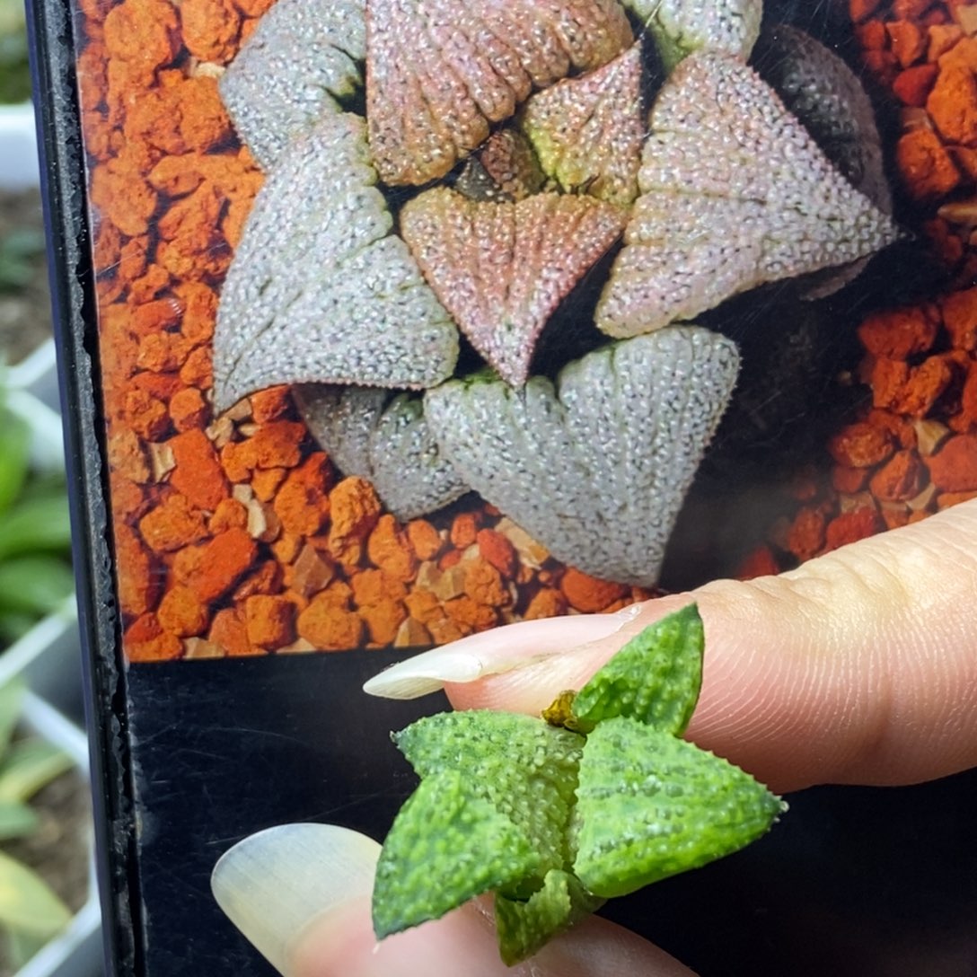 是是是是是是是是是寿