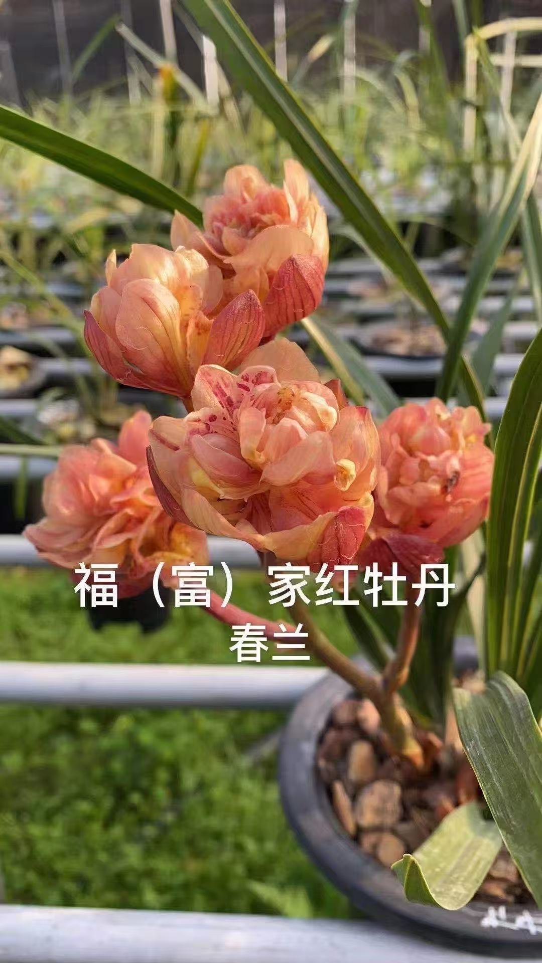 春兰 【福家红牡丹】浓香型 好养易活