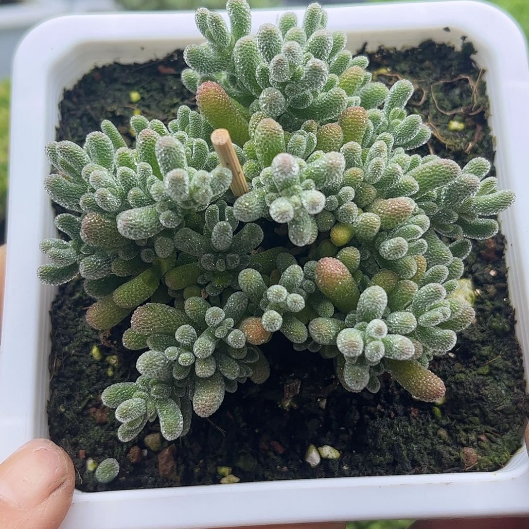 31五彩冰晶优选枝干番杏