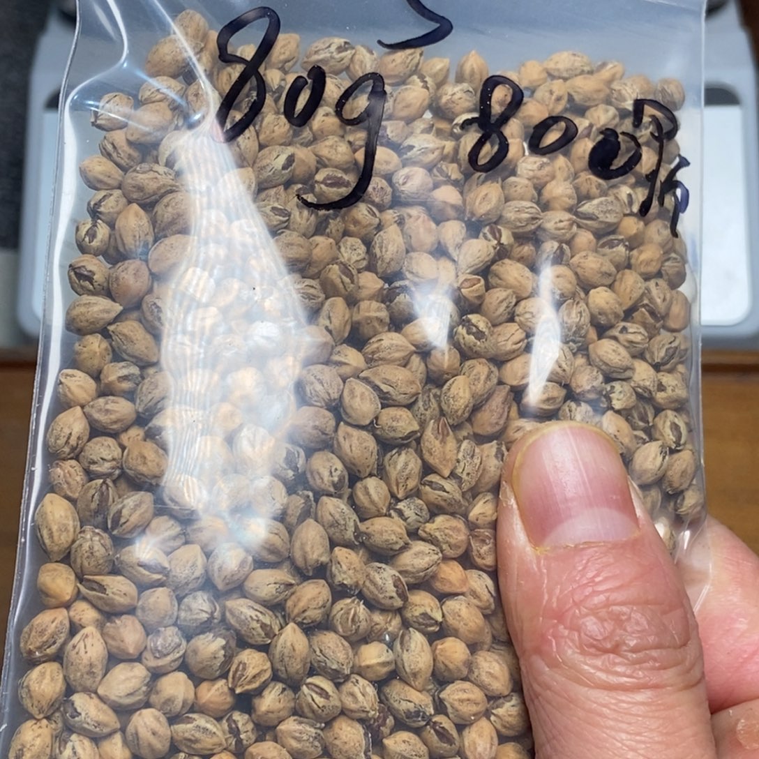 挑***梦柏香籽/百香籽吊坠