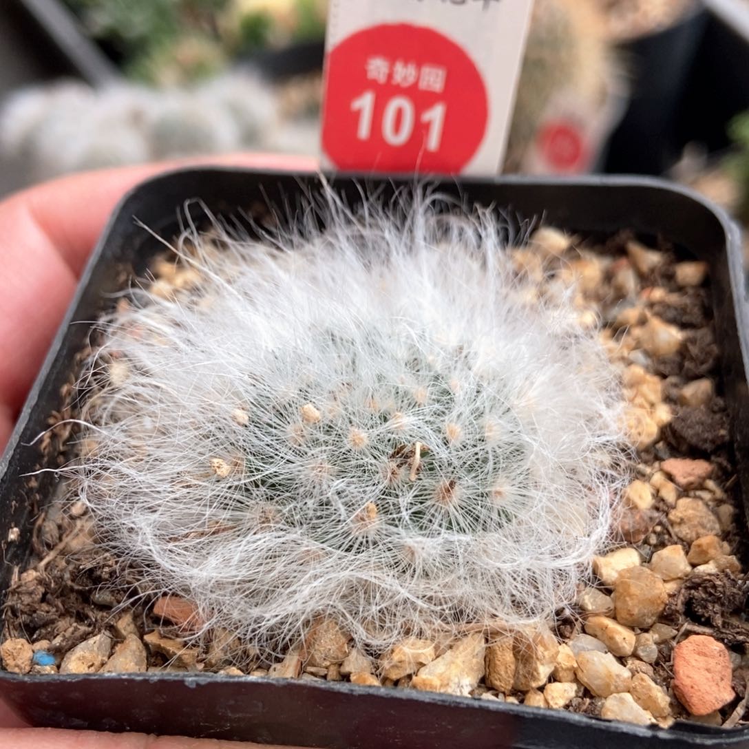 实生淡雪丸3.5cm