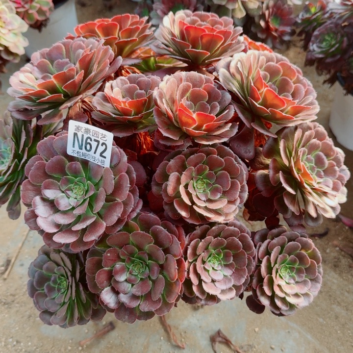 672黑萝莉官服35左右2