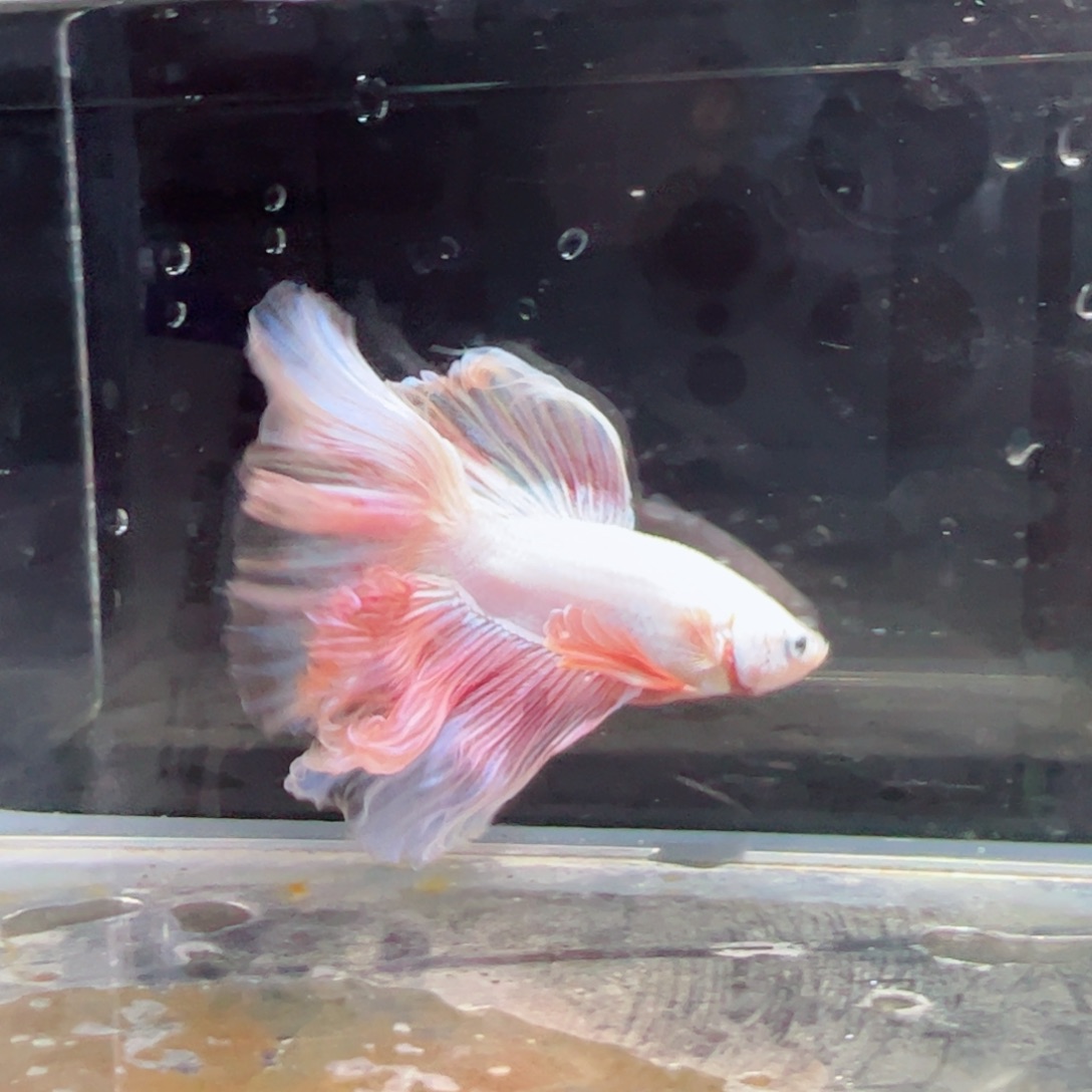 斗鱼浅色特殊尾hhhh