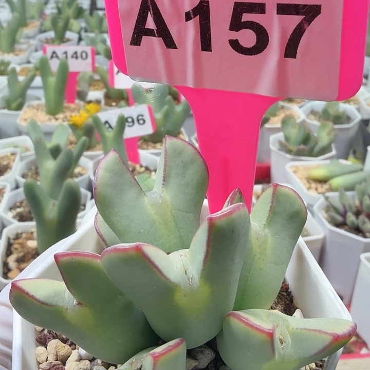 嘿****157mmmmmnnnnnnnnnnnn