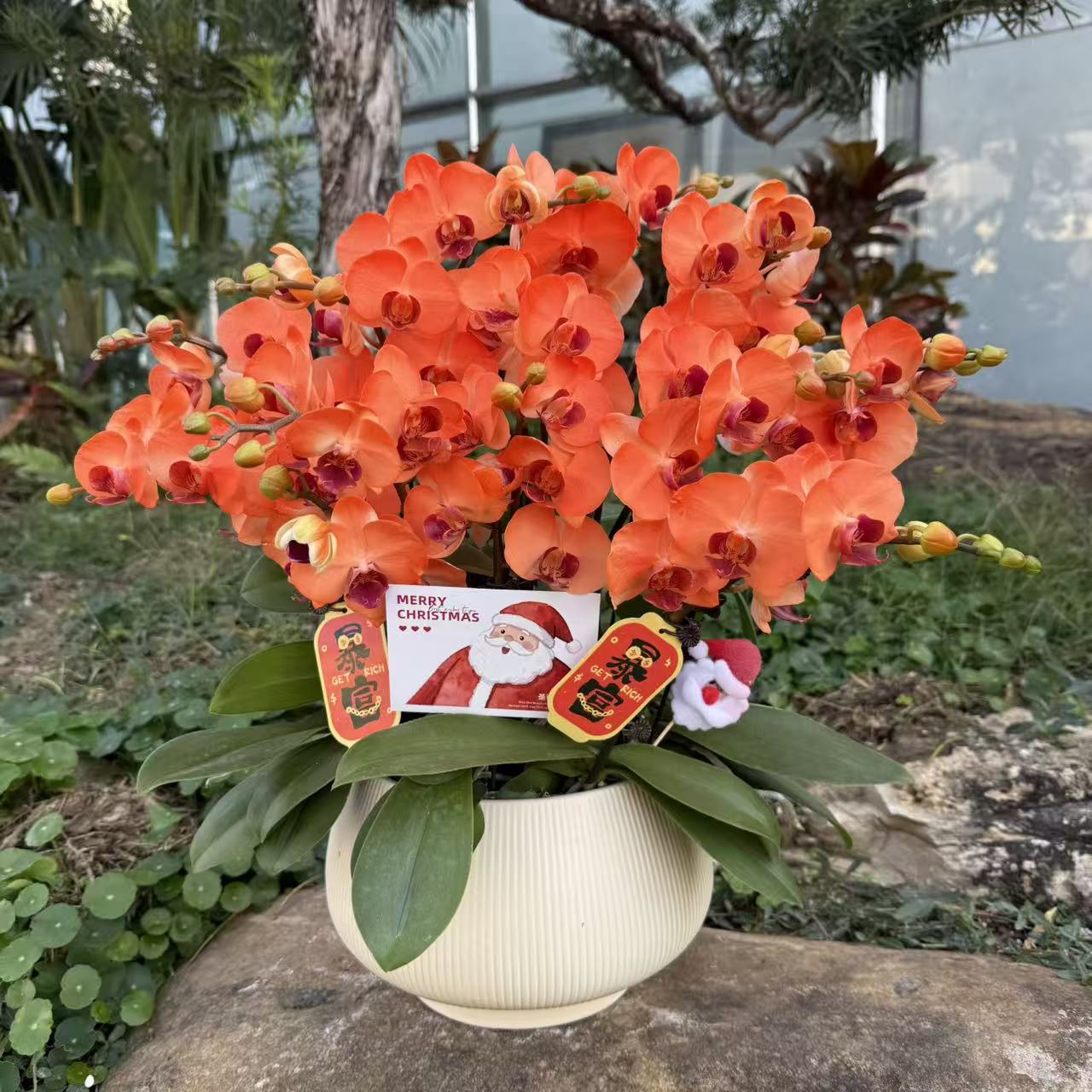 蝴蝶兰 《雪橙》稀缺爆品 橙色系中花型真花室内花植物上色特殊工艺
