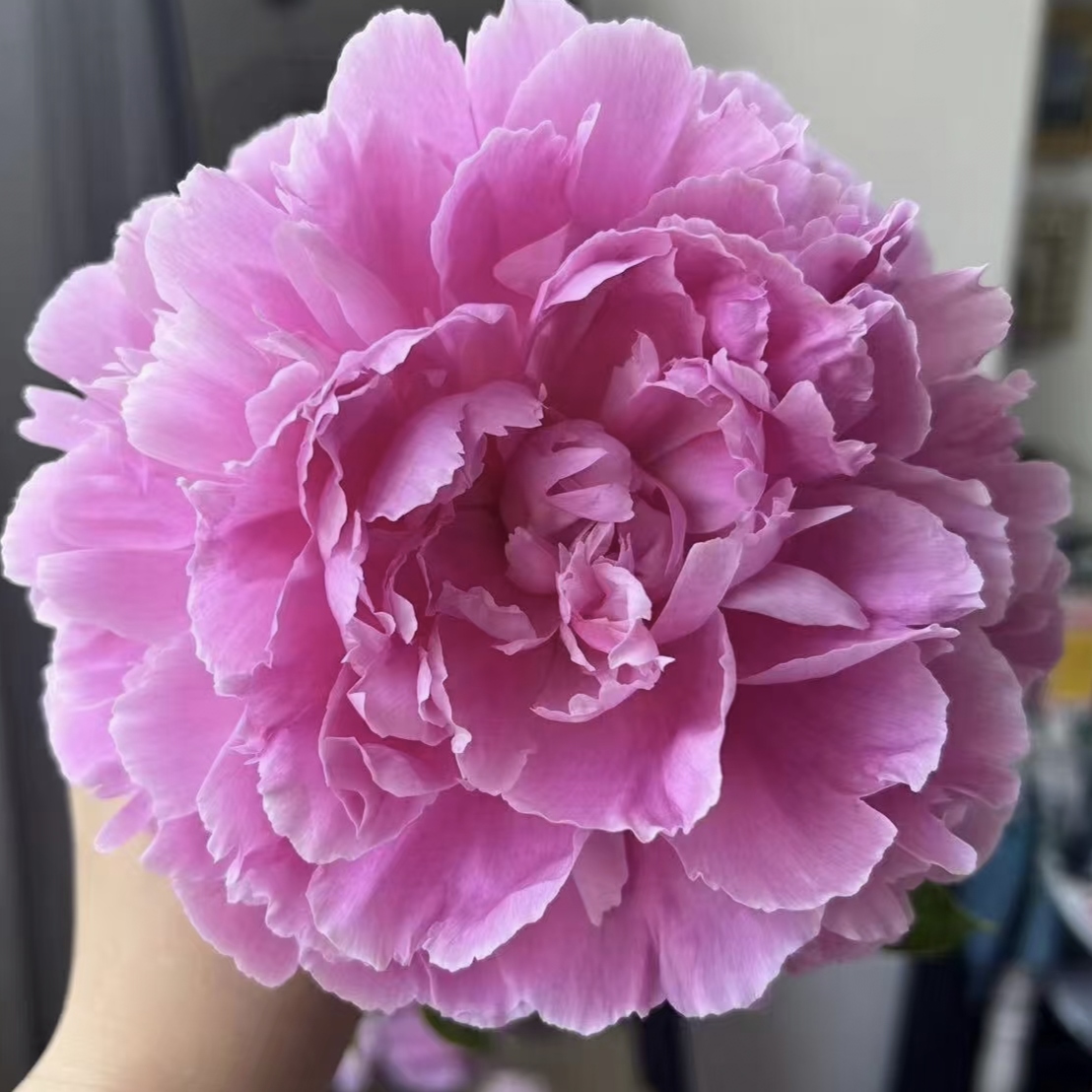 少女妆国产观赏芍药花苗带根块多年生正宗重瓣大花庭院盆栽芍药