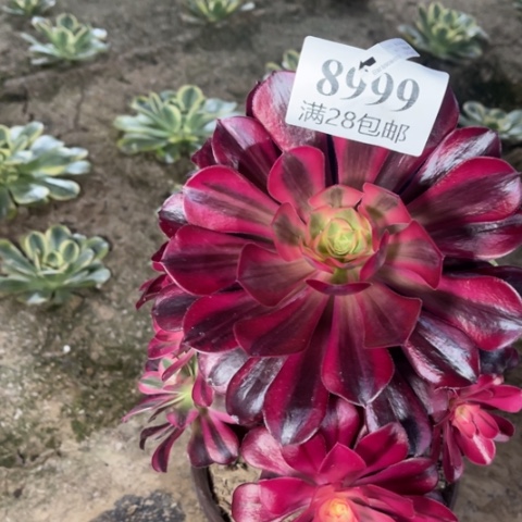 美杜莎多肉多肉8899