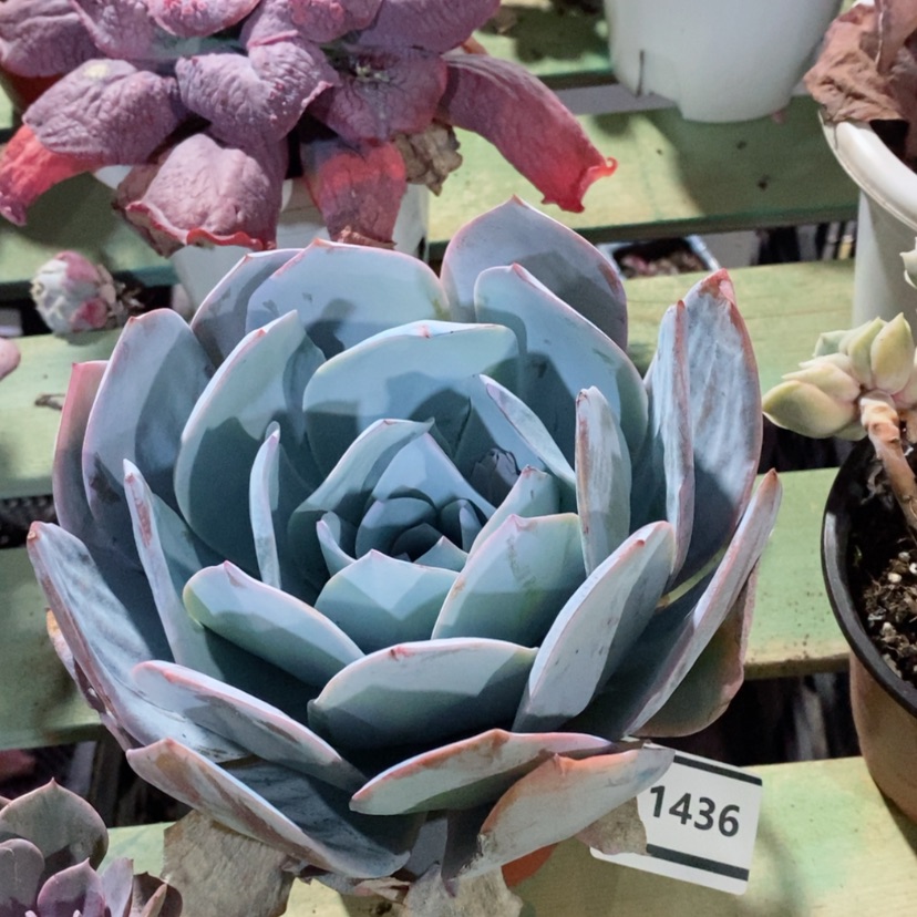 【闪购商品】白莲1436