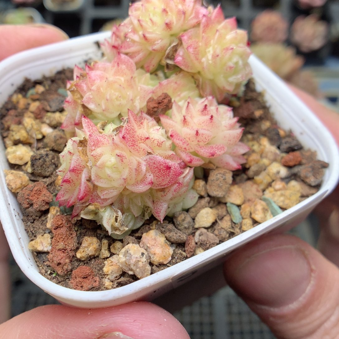 S106y y y y y y y y y y