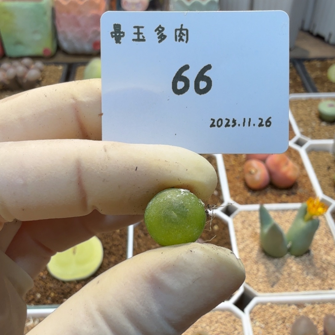 我***名多肉多肉多肉11.26-066