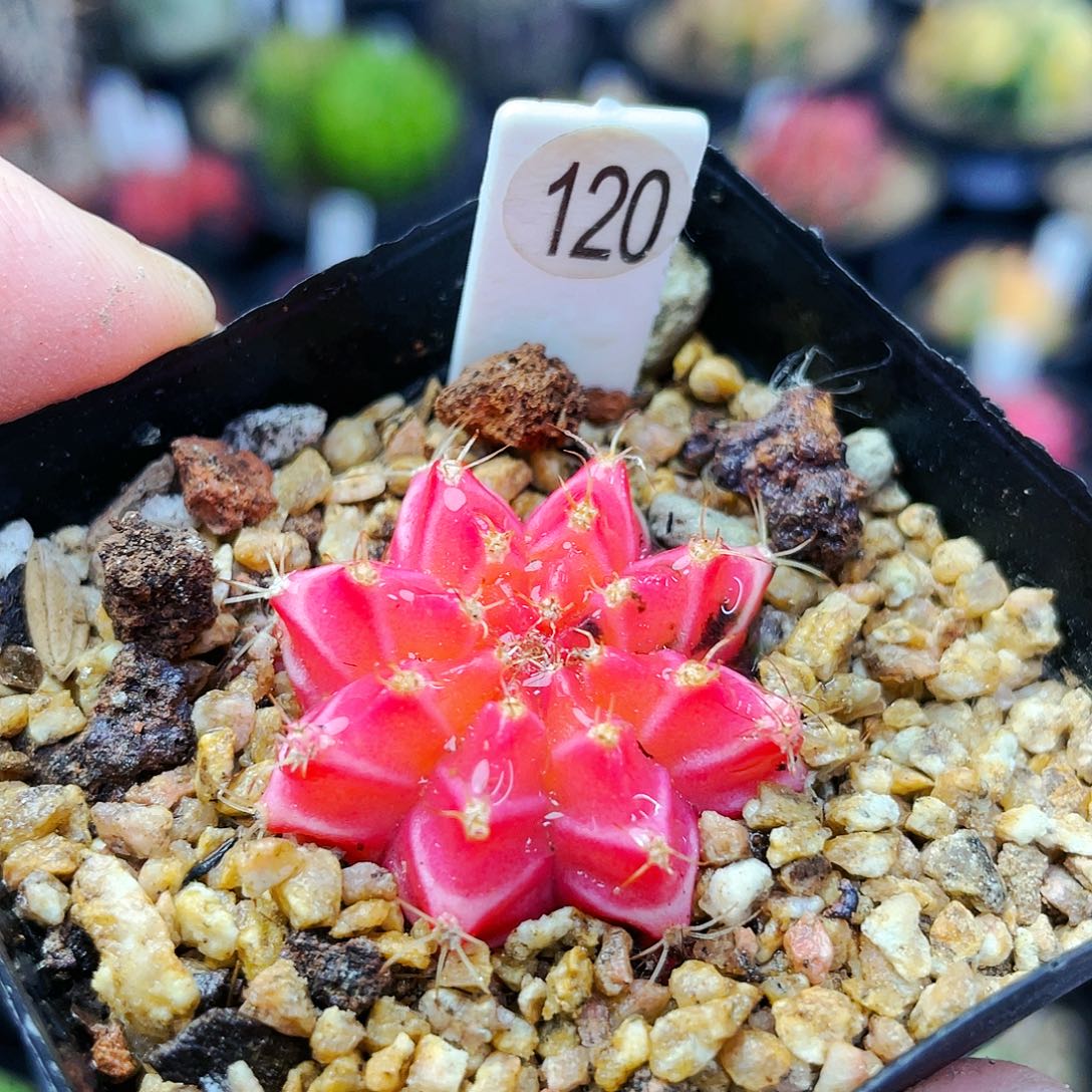 非偏远地区25包邮仙人球