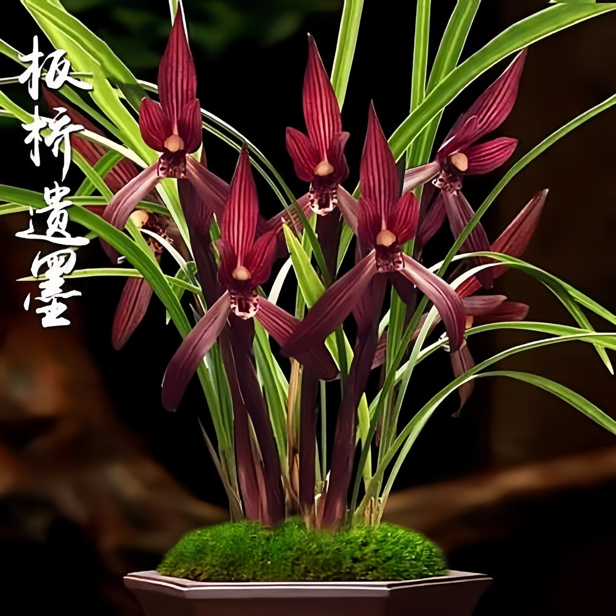 【春兰-板桥遗墨】高山国兰 易养活无温室阳台养兰