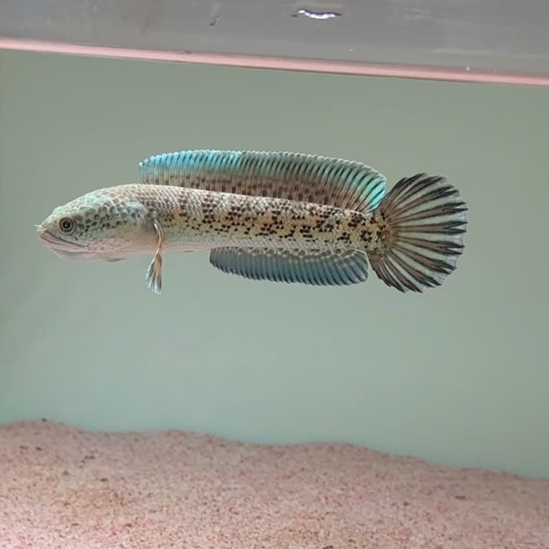 黄金眼镜蛇雷龙鱼 （一鱼一拍）