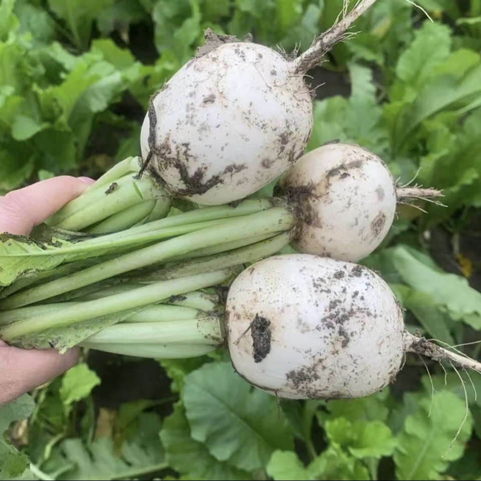 【顺丰】苏北农家白萝卜红萝卜新鲜现挖白皮红皮白心萝卜