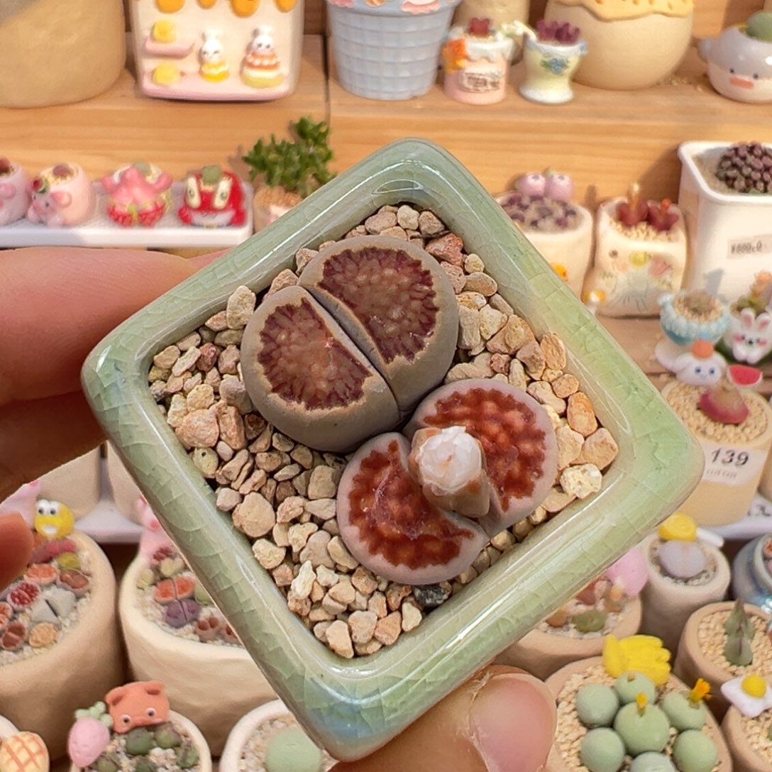 多肉植物19号拼盘