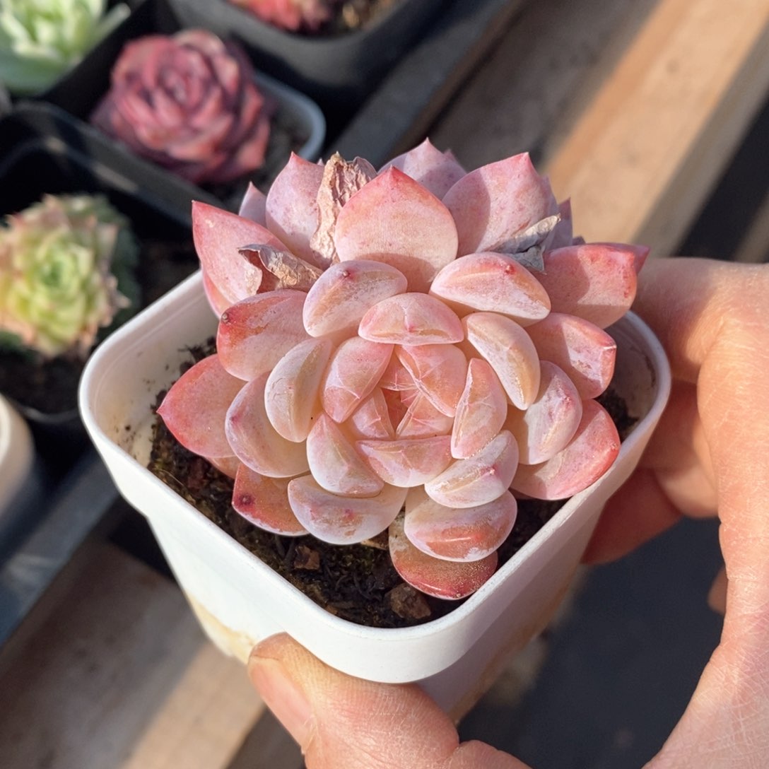 精品多肉一物一拍不包整68