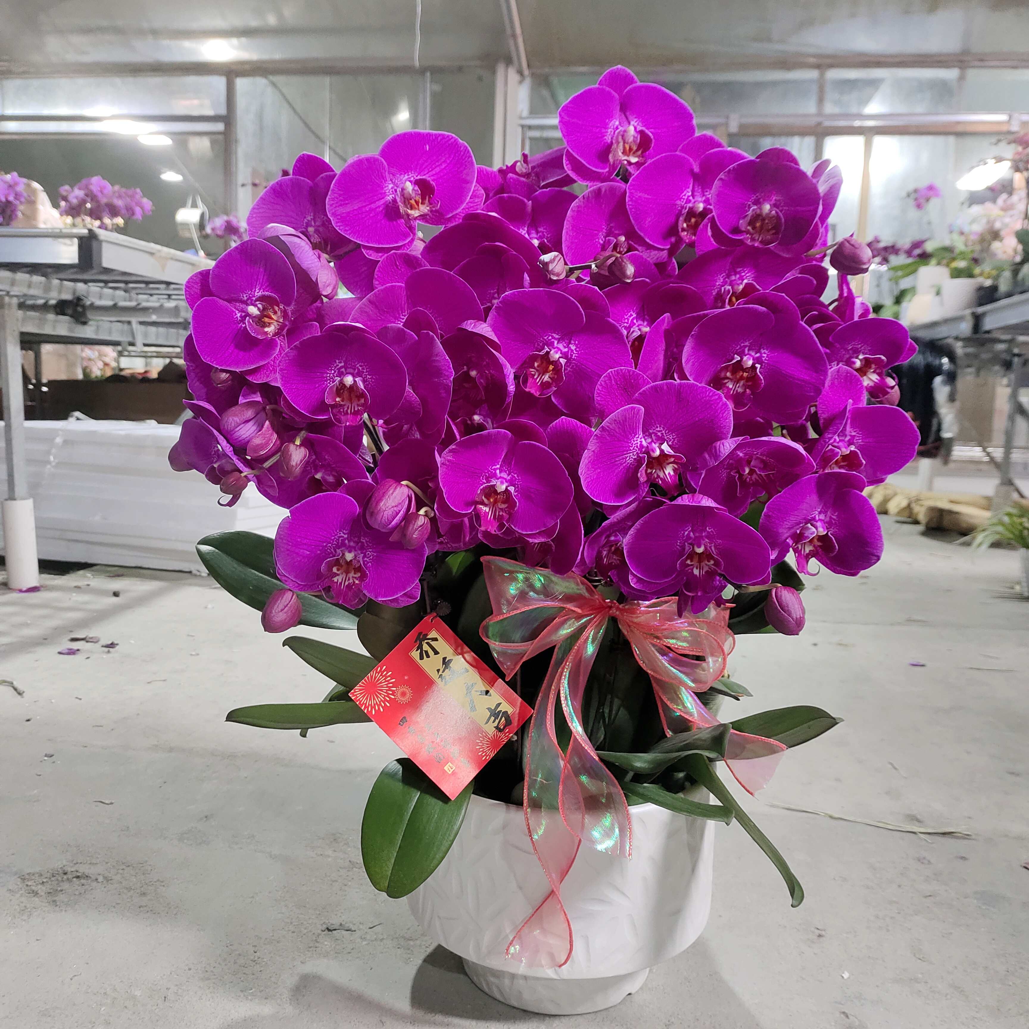 蝴蝶兰【红辣椒】大花型  好养耐养 欧品花 基地直发