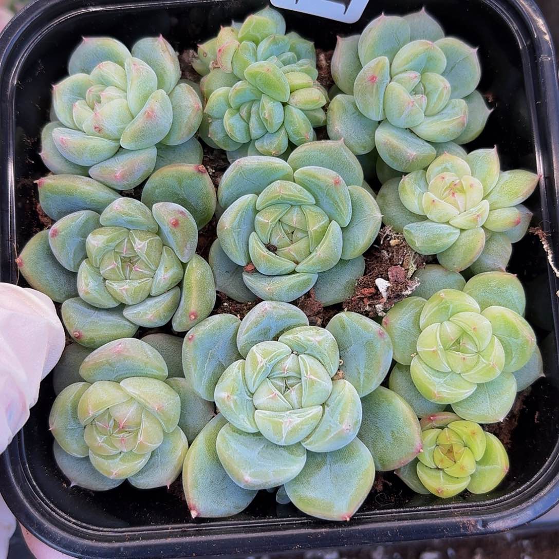 多肉植物多肉植物159