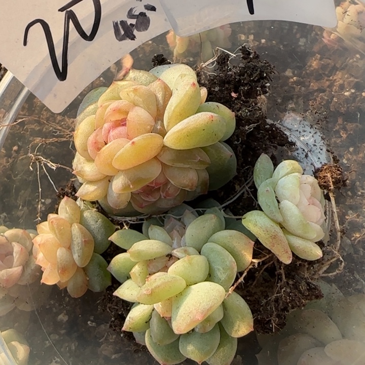 不***子24 号王者系列多肉一盒