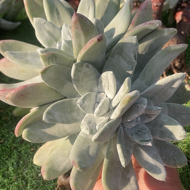 帕翠莎二代杂交粗桩