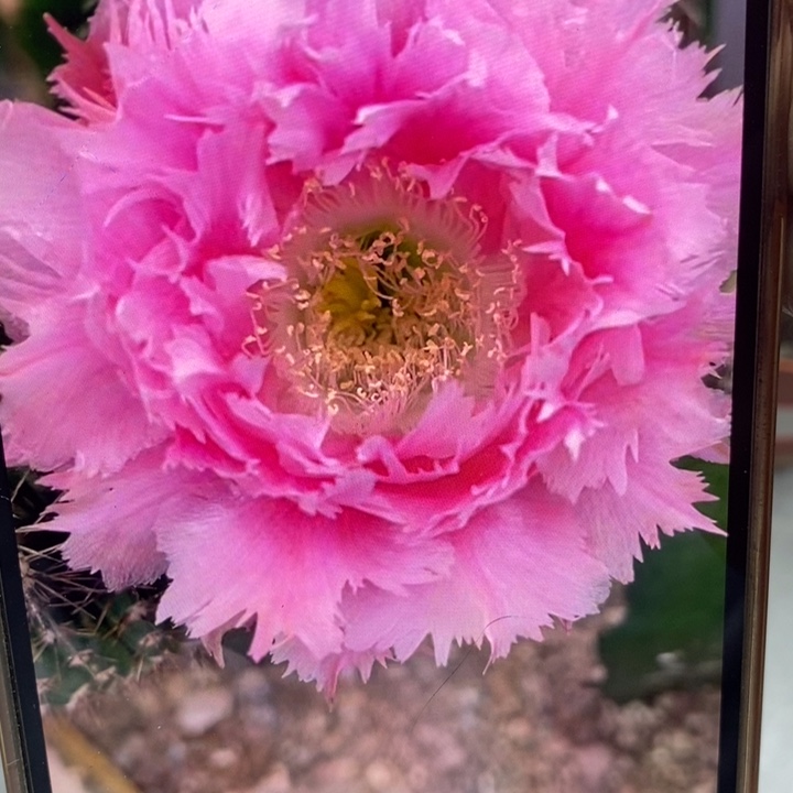 彩草羽毛3号带根6公分左右微瑕