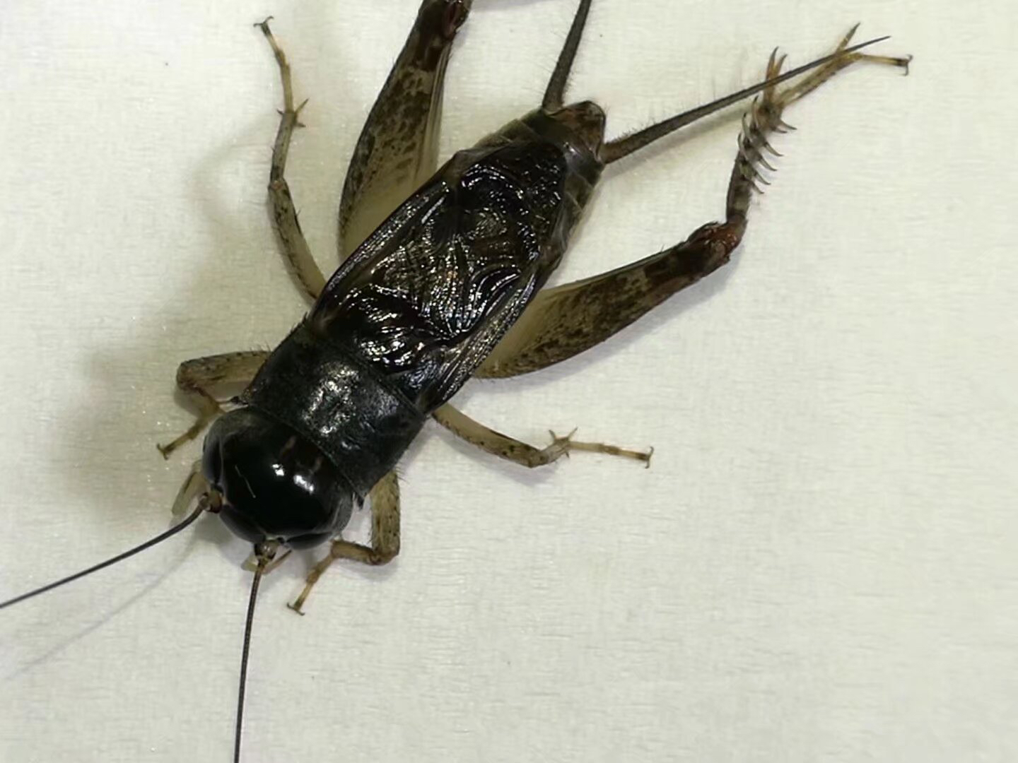 野生蟋蟀名产地爆发力强会斗厉害曲阜大地秋虫