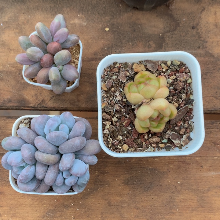 精控多肉一物一拍