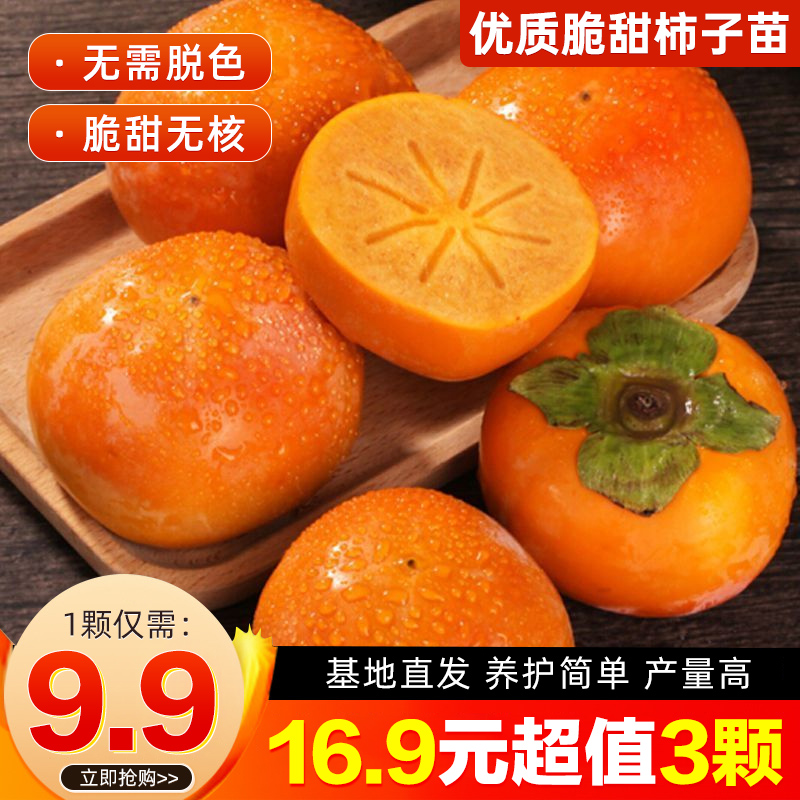 脆甜柿子树苗阳丰太秋火晶柿子树苗南北方均可种植耐寒   商品图