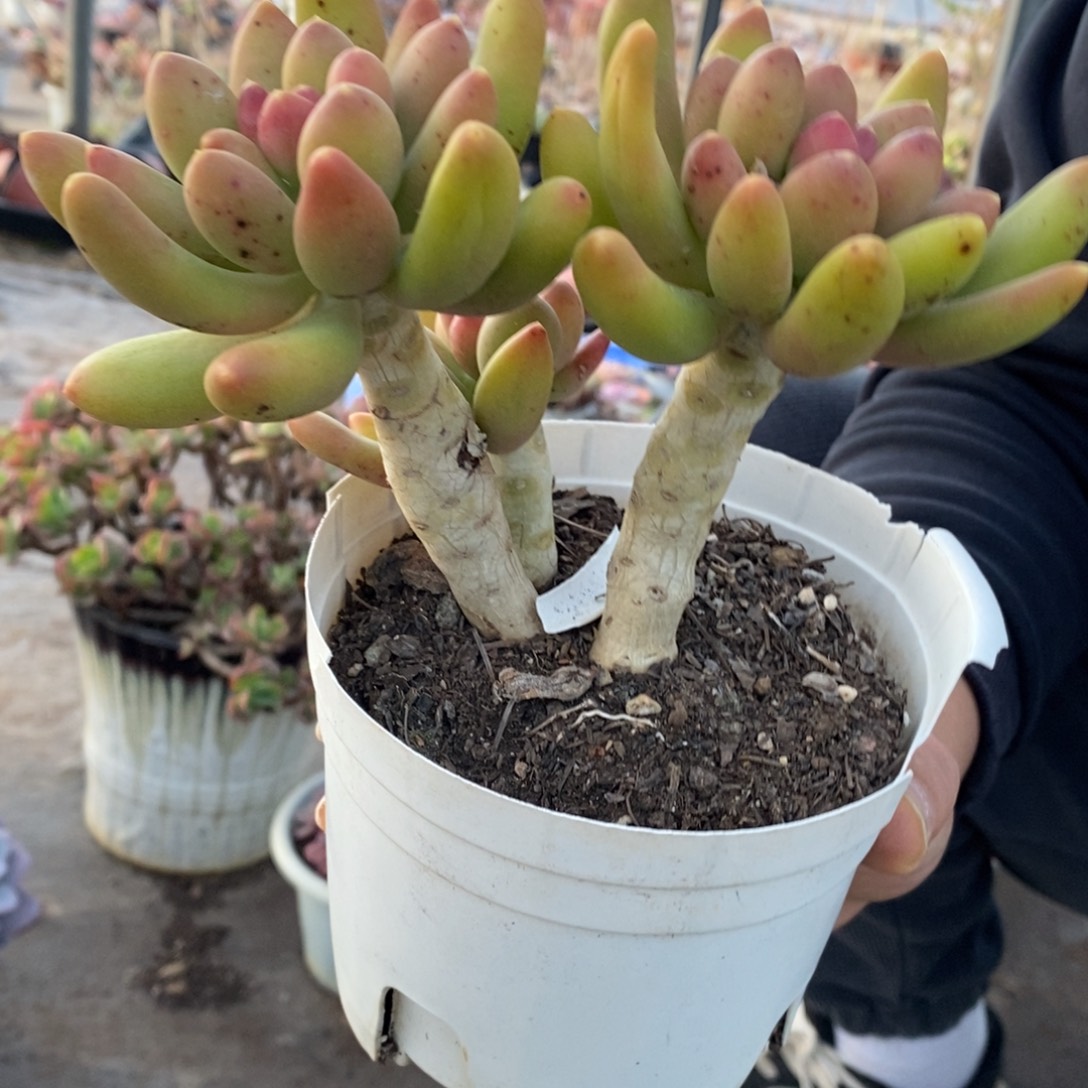 金蝉双头起发老桩