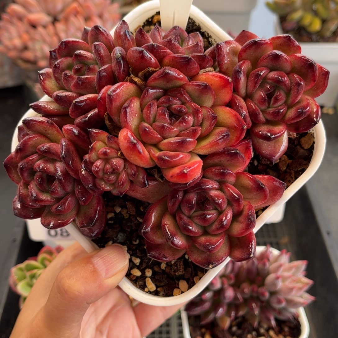 多肉植物0843 天冷必拍保温箱