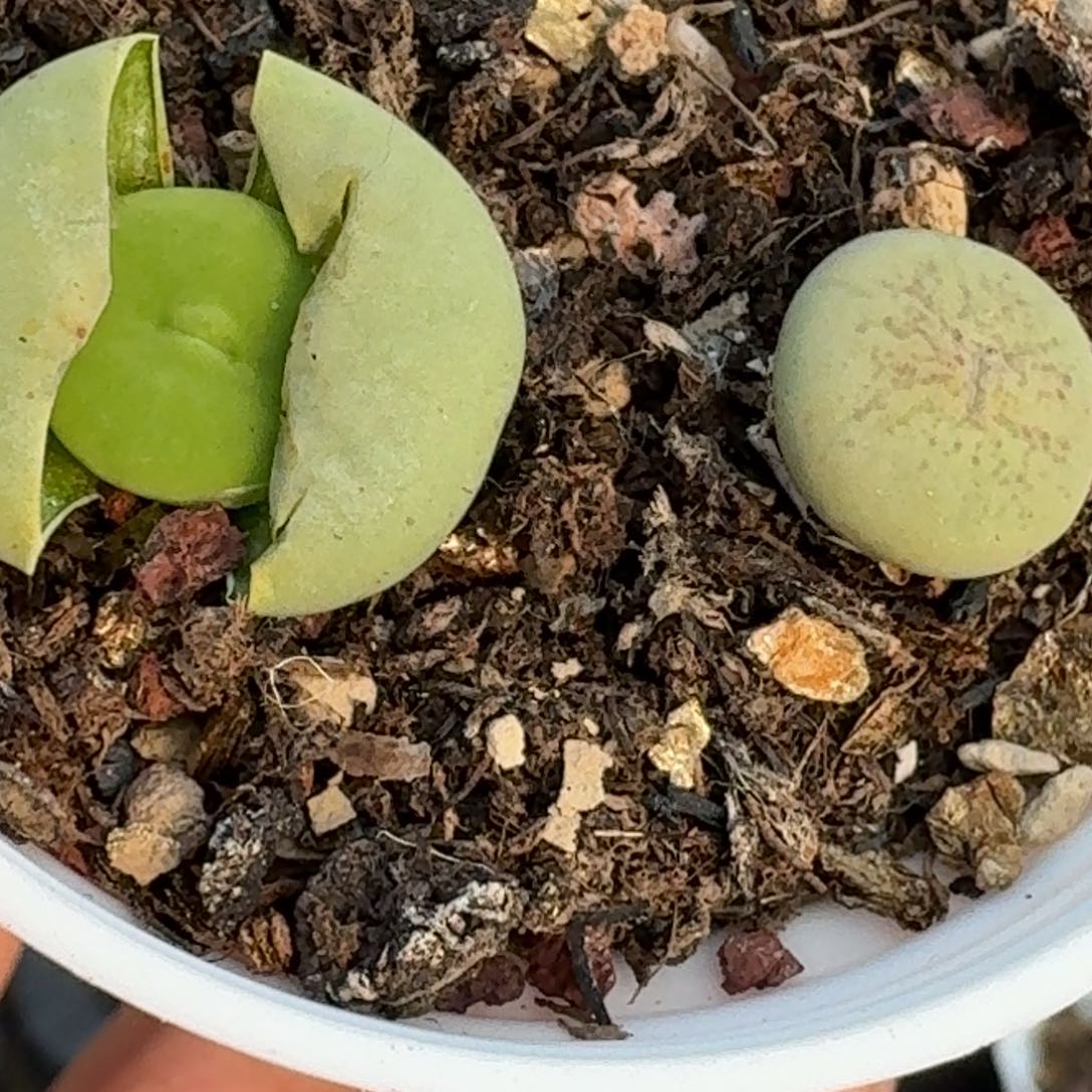 802带盆两颗0000000000