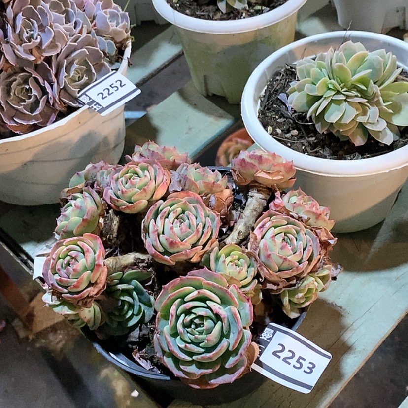 【闪购商品】赛康达2253