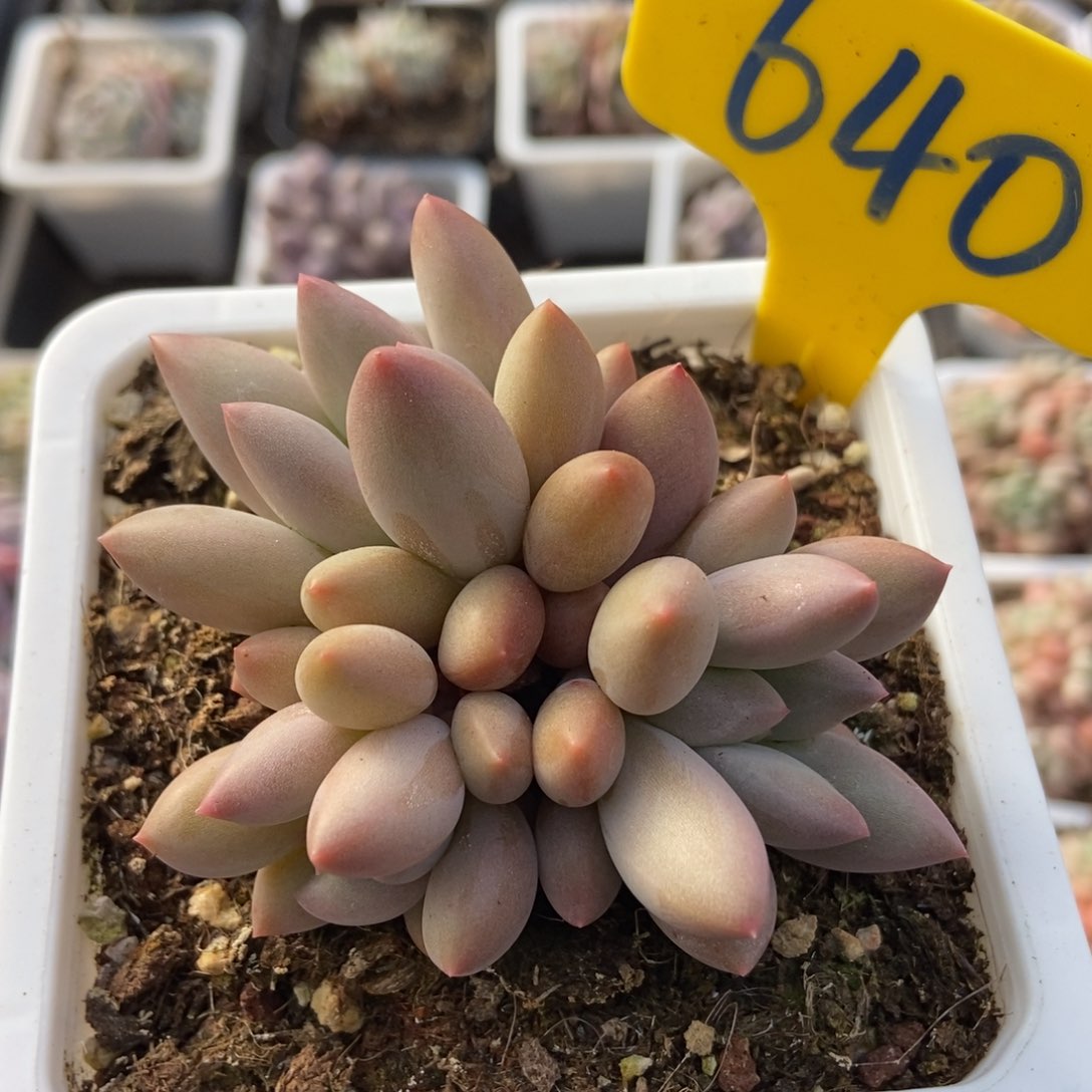 640车厘子多肉植物保护