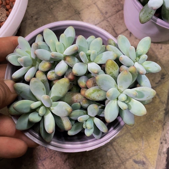 企鹅杂交哦哦哦哦哦哦