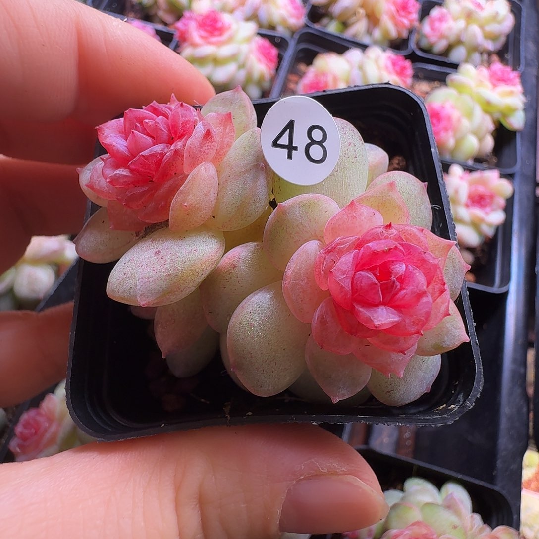 Sunshine 专拍紫烟朵朵