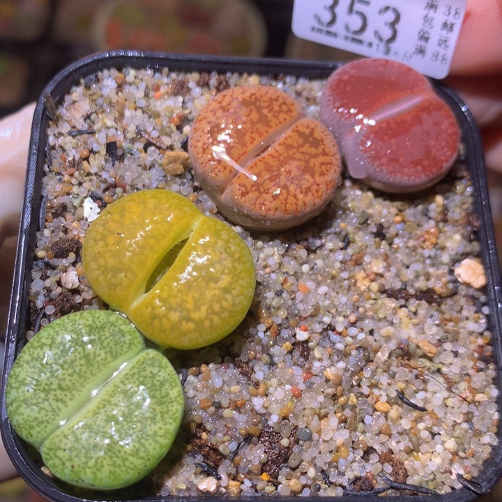 精品生石花220.353新手推荐