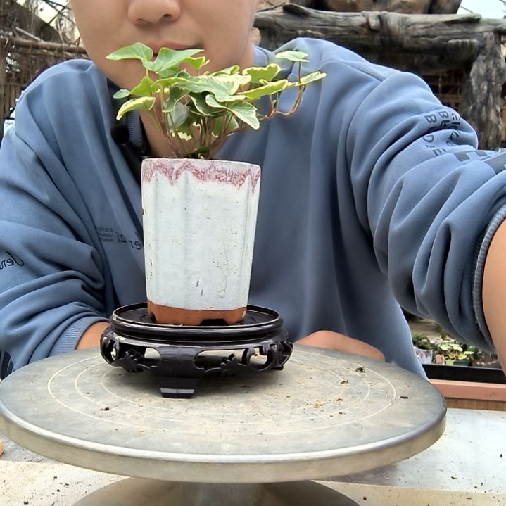 阿****）小盆景小植物一物一拍215