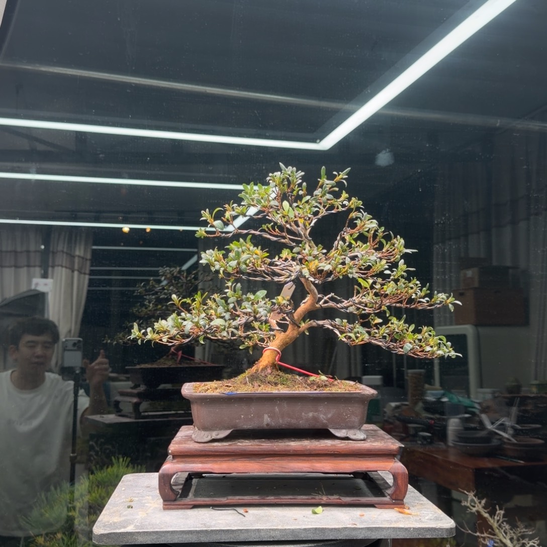 豆***子无花朵花卉苗木花卉苗木