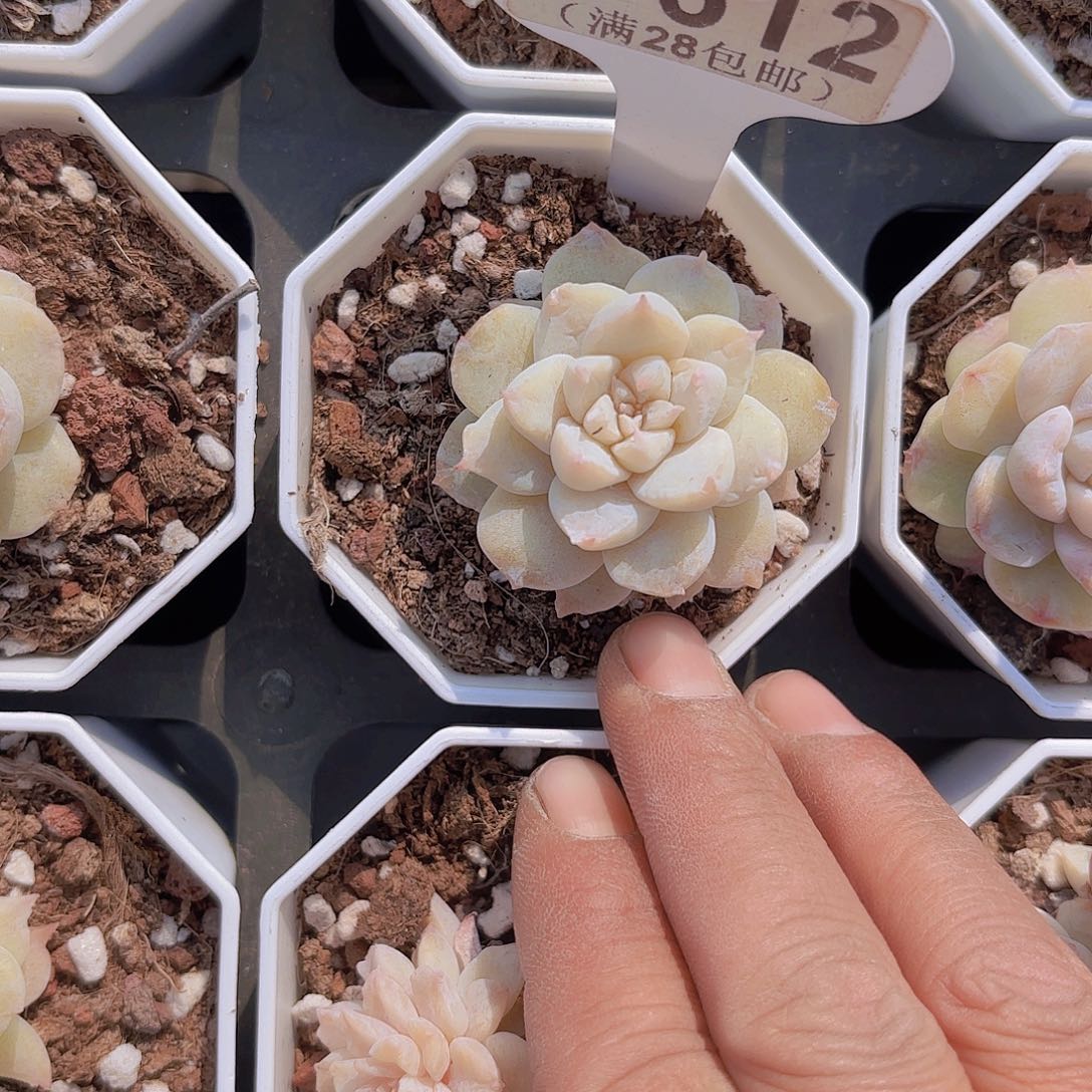 D612水晶裙摆一物一拍