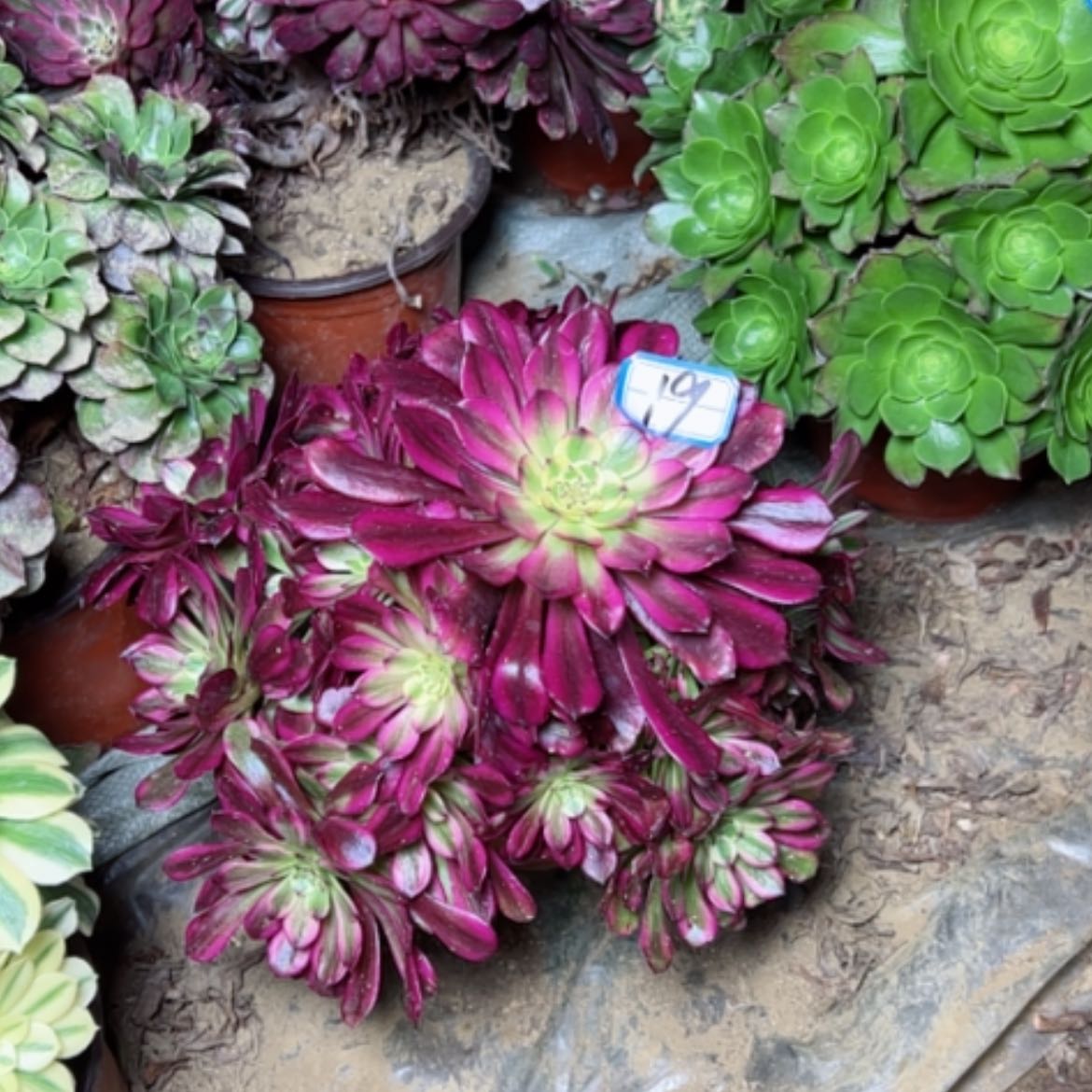 【闪购商品】多肉植物舞天姬19