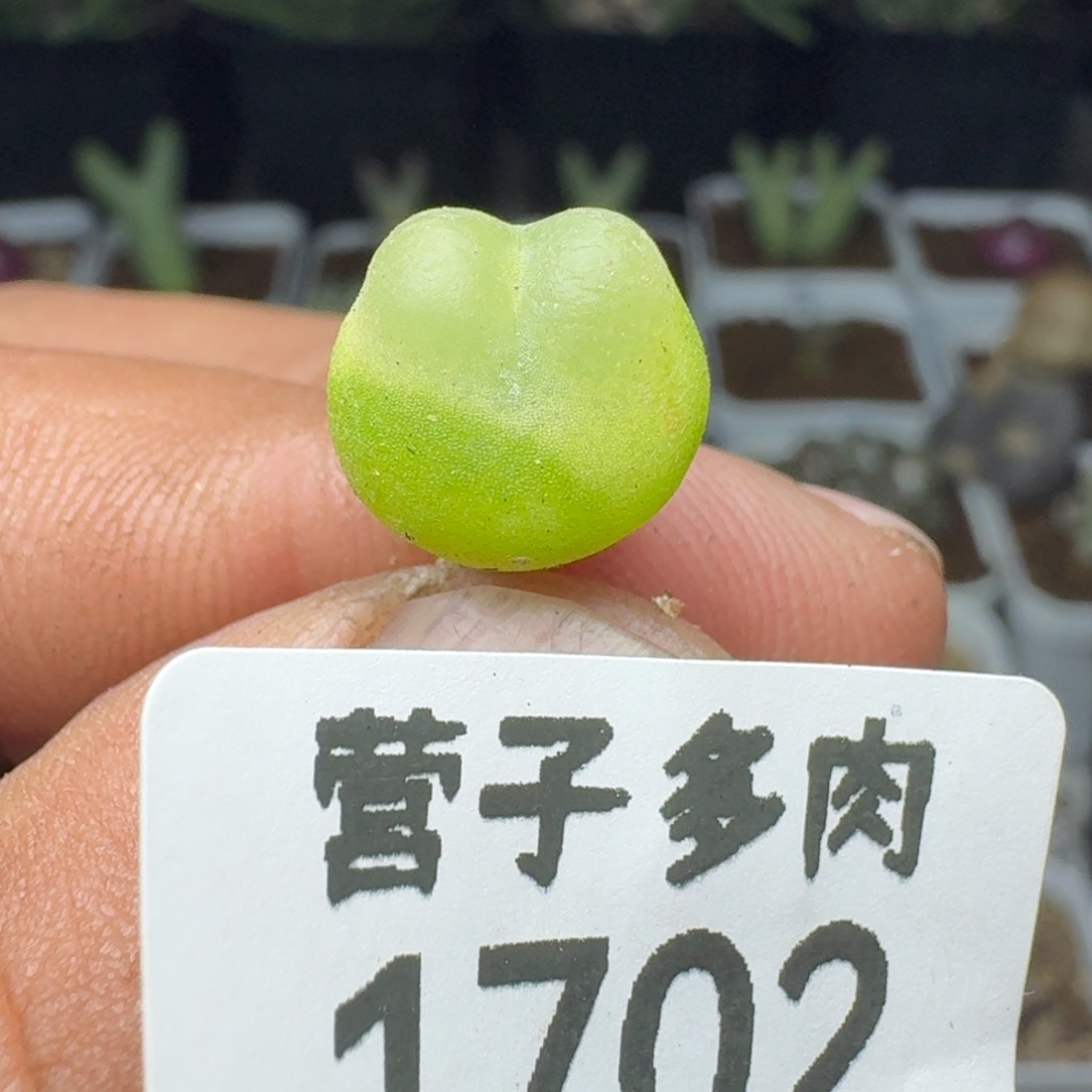 拉登1.1➕。    1200