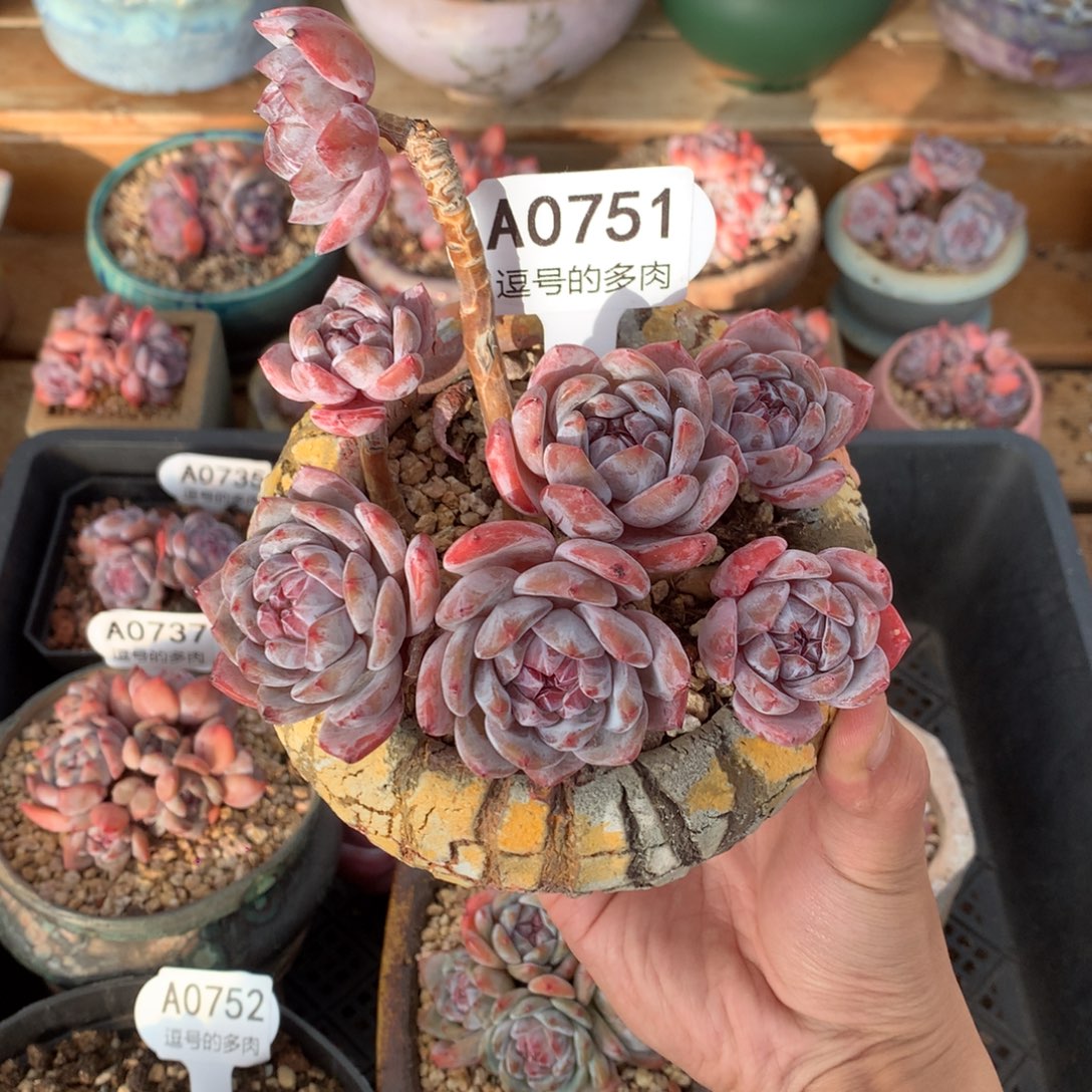 A0751 星影老桩 一头一桩 有砍 13cm