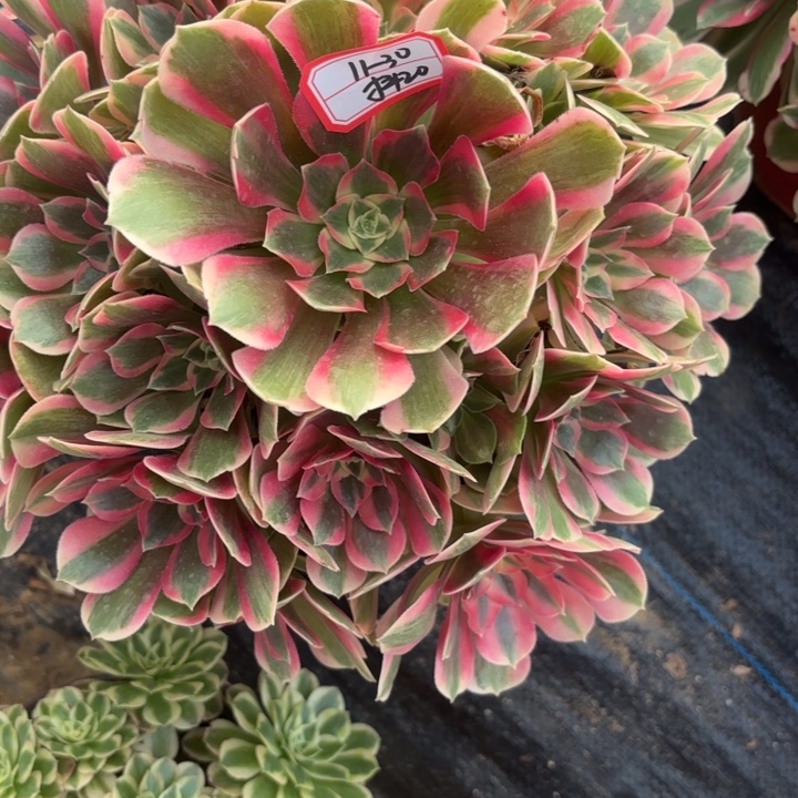 粉体女巫不包损20