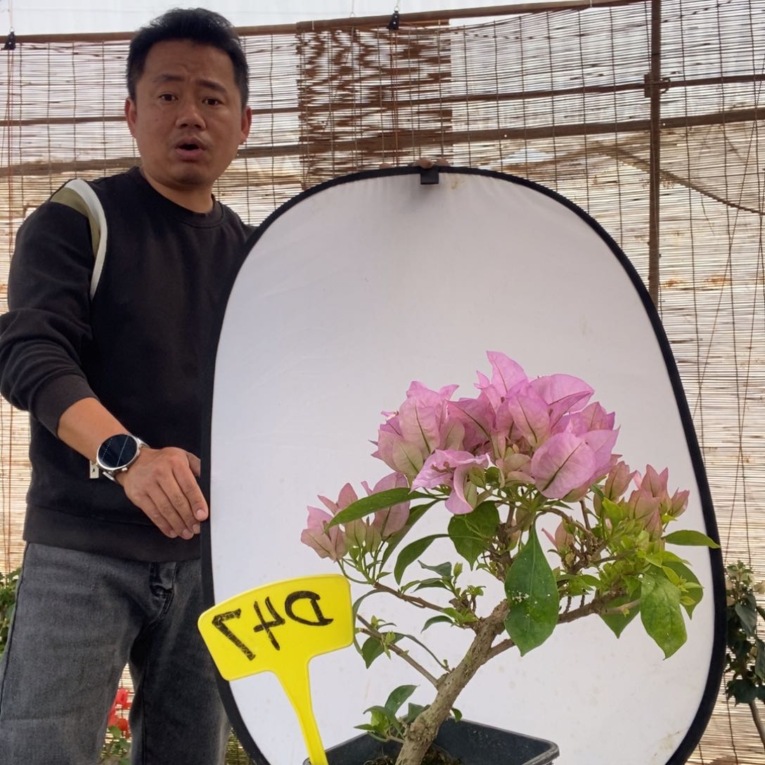 轻**甜三角梅金夫人D47