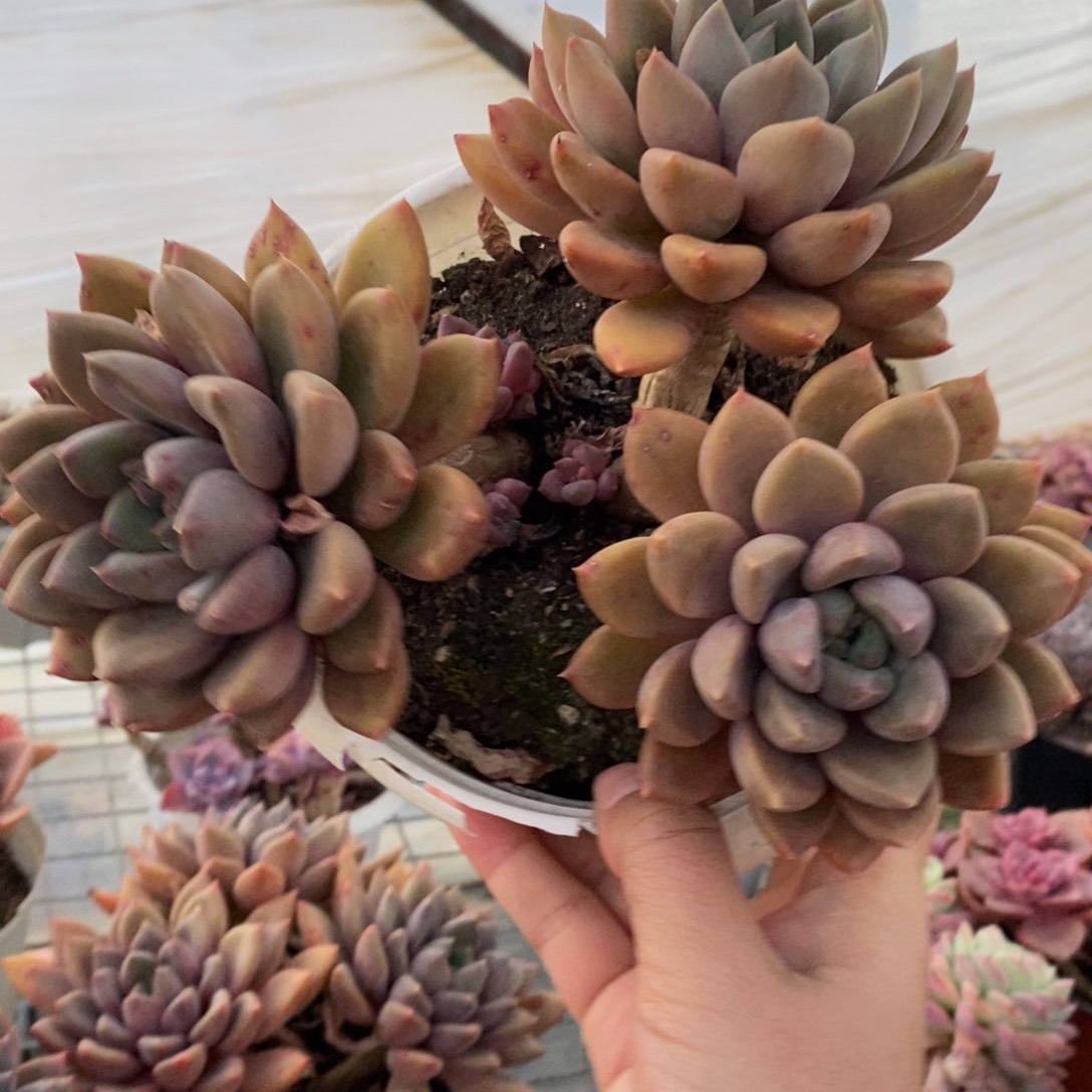 黄金象牙三头起发，160杯