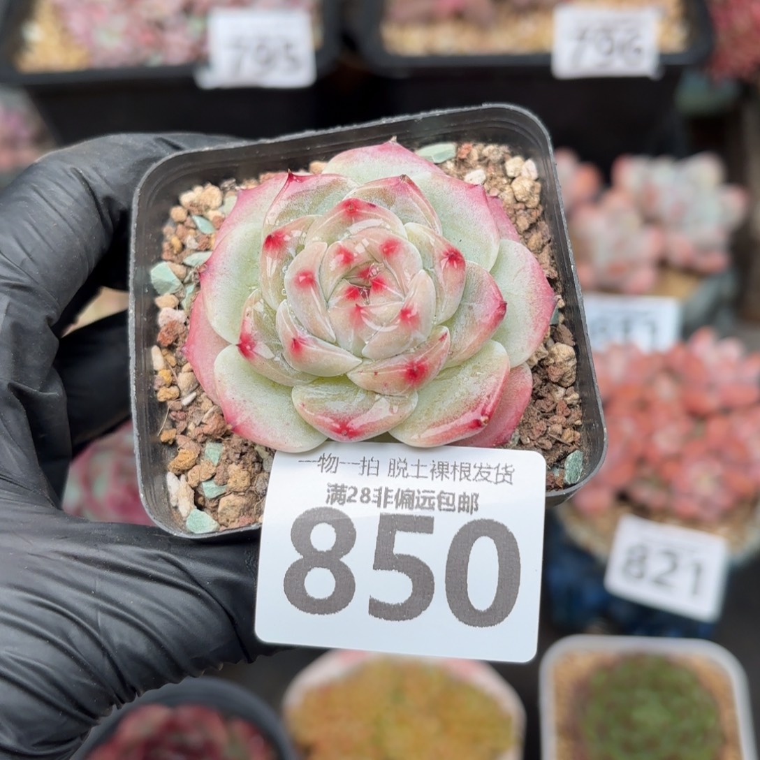 冰吉单头无盆土发货